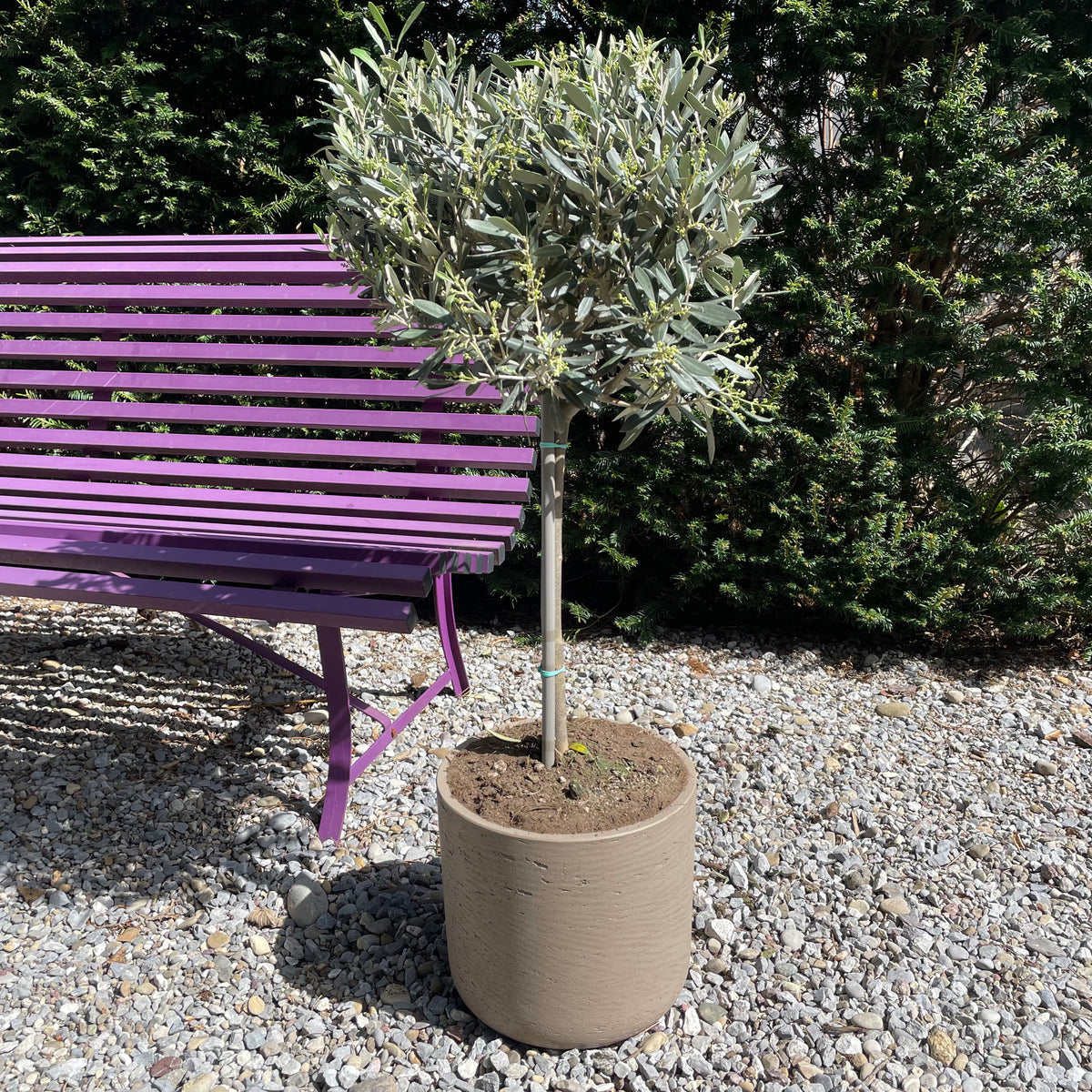 Olivenbaum (Olea europaea) mit dem passenden Gefäss